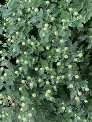 Chrysanthemum morifolium