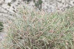 Genista acanthoclada