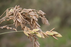 Eragrostis capensis