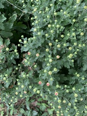 Chrysanthemum morifolium