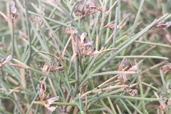 Genista acanthoclada