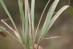 Eragrostis capensis