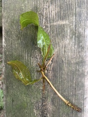 Potamogeton illinoensis