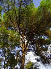 Pinus