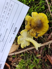 Tricholoma