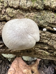 Entoloma abortivum
