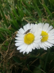 Empidoidea