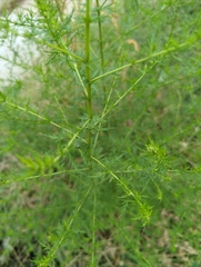 Artemisia annua