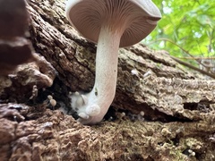 Entoloma abortivum