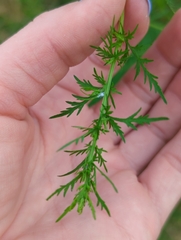 Artemisia annua
