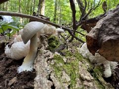 Entoloma abortivum