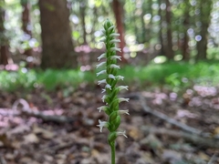 Spiranthes ovalis