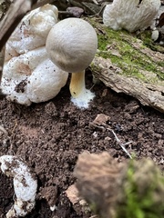 Entoloma abortivum