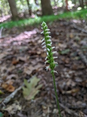 Spiranthes ovalis