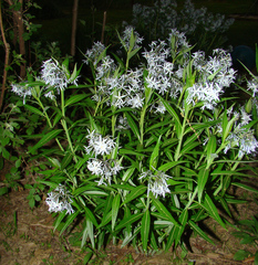 Amsonia illustris