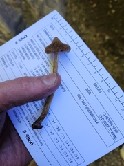 Cortinarius angelesianus