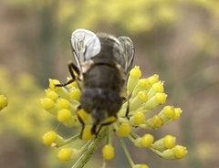 Eristalinus