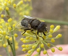 Eristalinus