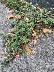 Amaranthus blitoides