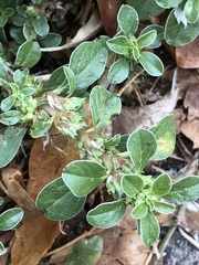Amaranthus blitoides