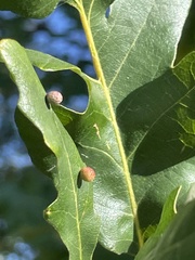 Acraspis quercushirta