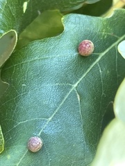 Acraspis quercushirta