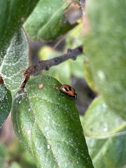 Hippodamia parenthesis