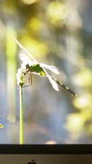 Erythemis vesiculosa