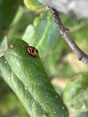 Hippodamia parenthesis