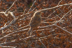 Cistothorus platensis