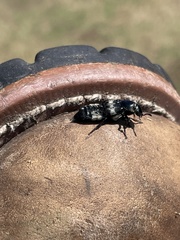 Creophilus maxillosus