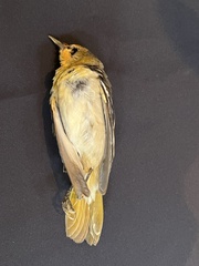 Icterus