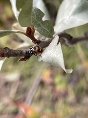 Hippodamia parenthesis