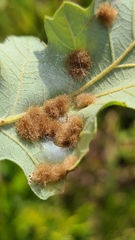 Neuroterus quercusverrucarum