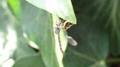 Leptogaster subtilis
