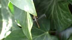 Leptogaster subtilis