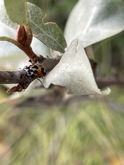 Hippodamia parenthesis