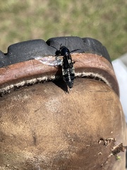 Creophilus maxillosus