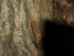Limacus maculatus