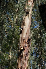 Eucalyptus regnans
