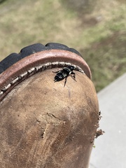 Creophilus maxillosus
