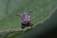 Acanthuchus trispinifer