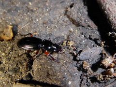 Pterostichus madidus
