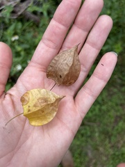 Cardiospermum halicacabum