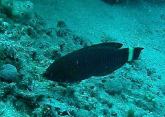 Pseudodax moluccanus