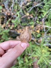 Cardiospermum halicacabum