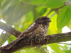 Batrachostomus cornutus