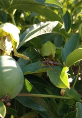 Holhymenia histrio