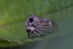 Acanthuchus trispinifer