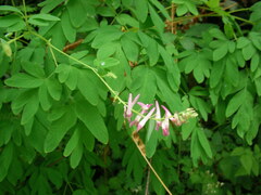 Corydalis scouleri
